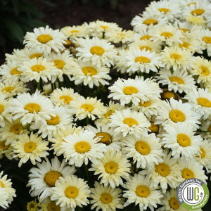 Leucanthemum x superbum Amazing Daisies® 'Banana Cream II' (Shasta Daisy)