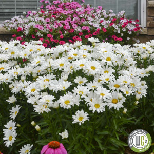 Leucanthemum x superbum Amazing Daisies® Daisy May® 'Daisy Duke' (Shasta Daisy)