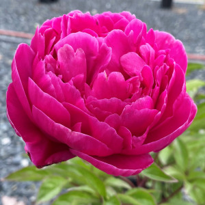Paeonia 'Kansas' (Garden Peony)