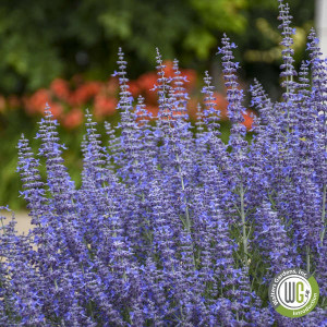 Perovskia atriplicifolia 'Denim 'n Lace' (Russian Sage)