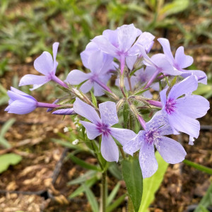 Phlox divaricata sub. laphamii 'Chattahoochee' (Woodland Phlox)