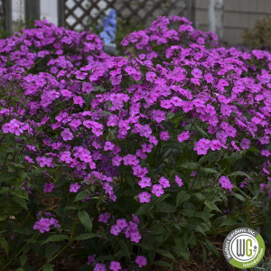 Phlox x 'Cloudburst' (Tall Cushion Phlox)