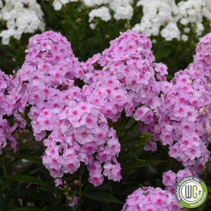 Phlox paniculata Luminary® 'Opalesence' (Garden Phlox)