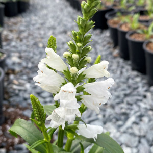 Physostegia virginiana 'Miss Manners' (Obedient Plant)
