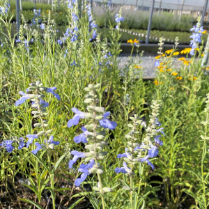 Salvia azurea (Blue Sage)