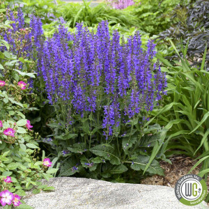 Salvia x Color Spires® 'Indiglo Girl' (Sage)