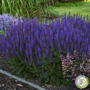 Salvia nemorosa Color Spires® 'Violet Riot' (Sage)