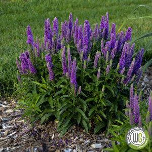 Veronica x Magic Show® 'Purple Illusion' (Speedwell)