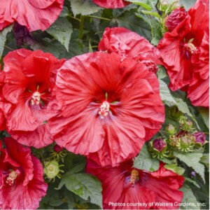 Hibiscus x Summerific® ‘Valentine’s Crush’ (Rose Mallow)