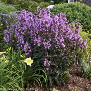 Penstemon x 'Midnight Masquerade' (Beardtongue)
