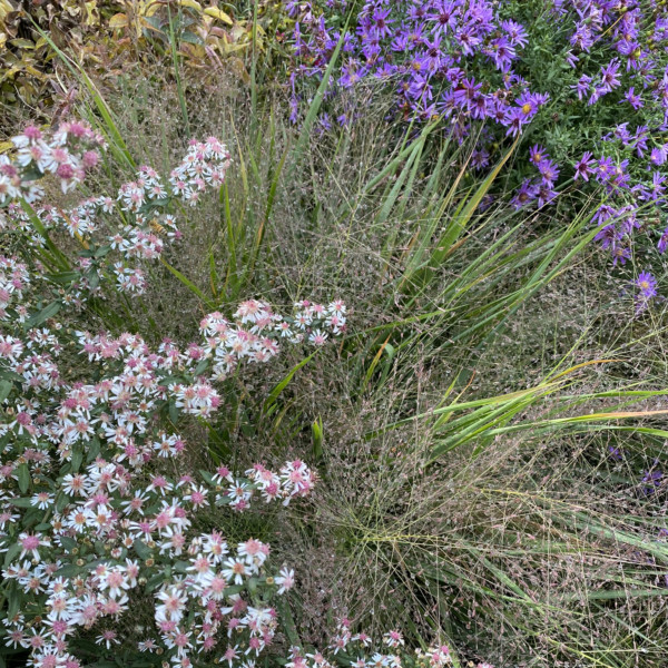 Eragrostis spectabilis (Purple Love Grass) - Image 2