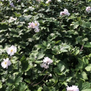 Anemone x Dreaming Swan™ 'Macane004' (Anemone)