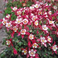 Aquilegia x 'Crimson Star' (Columbine)