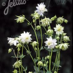 Aquilegia vulgaris var. stellata 'Greenapples' (Columbine)
