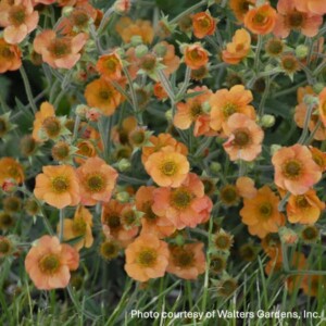 Geum x 'Totally Tangerine' (Avens)
