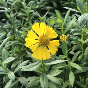 Helenium autumnale 'Helena Gold' (Sneezeweed)