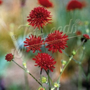 Knautia macedonica (Macedonian Scabious)
