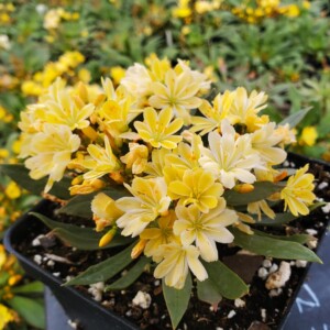 Lewisia cotyledon 'Golden-Yellow' (Cliff Maids)