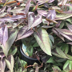 Persicaria microcephala 'Red Dragon' (Fleeceflower)