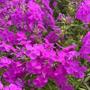 Phlox x 'Wanda'