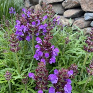 Prunella vulgaris 'Magdalena' (Selfheal)