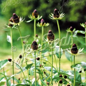 Rudbeckia occidentalis 'Green Wizard' (Western Coneflower)