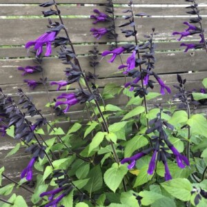 Salvia x 'Amistad' (Sage)