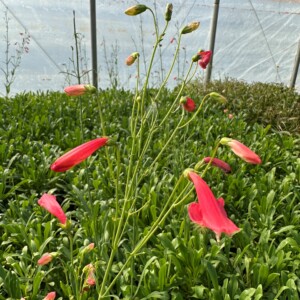 Penstemon barbatus 'Coccineus' (Beardlip Beardtongue)