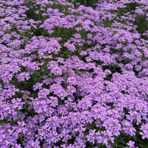 Iberis x Mermaid Lavender ‘IBSZ0007’ (Candytuft)