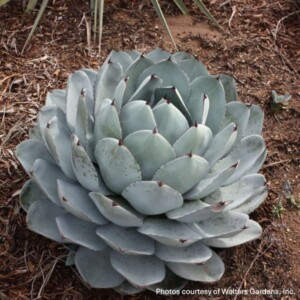 Agave parryi ssp. truncata (Agave)