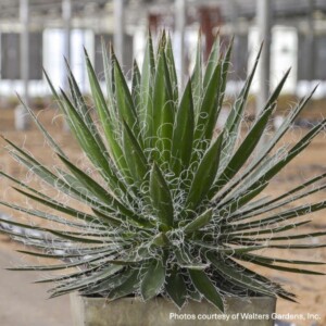 Agave schidigera ‘Black Widow’ (Century Plant)