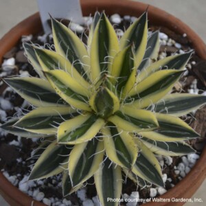 Agave schidigera ‘Royal Flush’ (Century Plant)