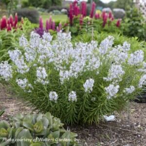 Amsonia x ‘String Theory’ (Blue Star)