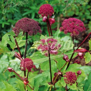 Angelica gigas (Korean Angelica)