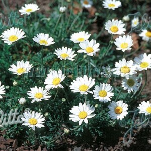 Anthemis cretica ssp. carpatica (Snowy Marguerite)
