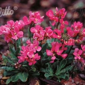 Arabis blepharophylla ‘Red Sensation’ (Rock Cress)
