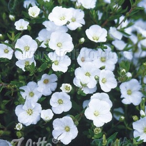 Arenaria montana (Sandwort)