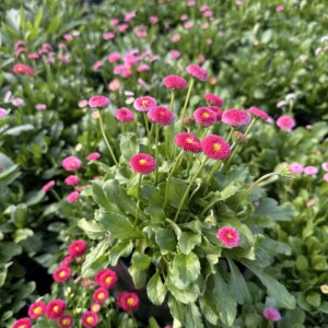 Bellis perennis ‘Carmine Rose’ (English Daisy)