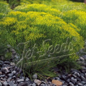 Bigelowia nuttallii (Nuttall's Rayless Goldenrod)