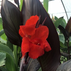 Canna x ‘Australia’