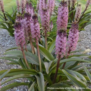 Eucomis x ‘African Night’ (Pineapple Lily)