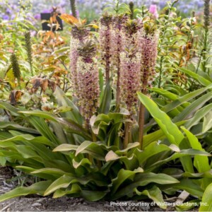 Eucomis x Crowning Glory™ ‘Princess Bride’ (Pineapple Lily)