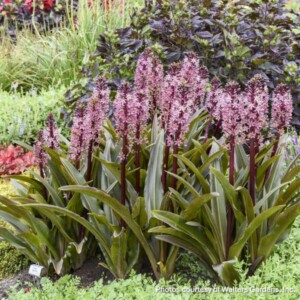 Eucomis x Crowning Glory™ ‘Purple Reign’ (Pineapple Lily)