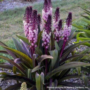 Eucomis x ‘Safari Adventure’ (Pineapple Lily)