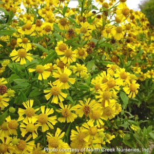 Helenium autumnale (Sneezeweed)