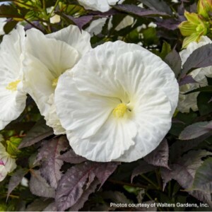 Hibiscus x Summerific® ‘Cookies and Cream’ (Rose Mallow)
