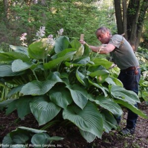 Hosta x Shadowland® ‘Empress Wu’