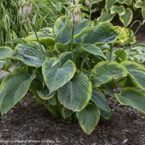 Hosta x Shadowland® ‘Wu-La-La’