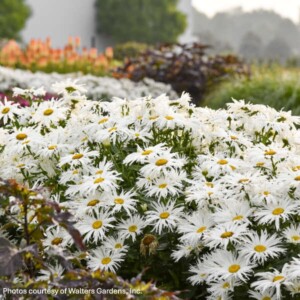 Leucanthemum x superbum Amazing Daisies® ‘Spun Silk’ (Shasta Daisy)