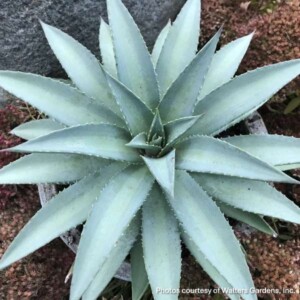 Mangave 'Frosted Elegance'